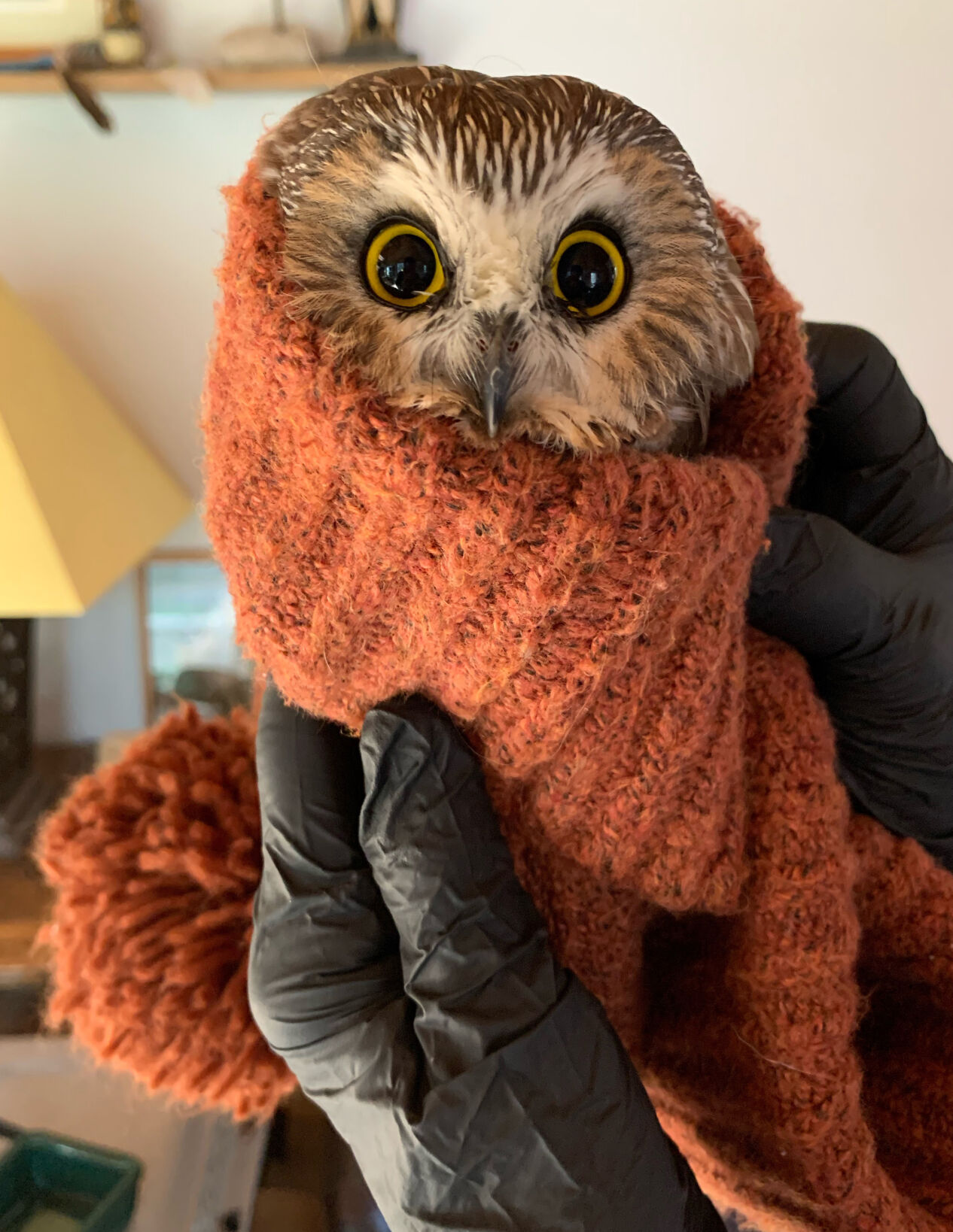 Holiday Hoot